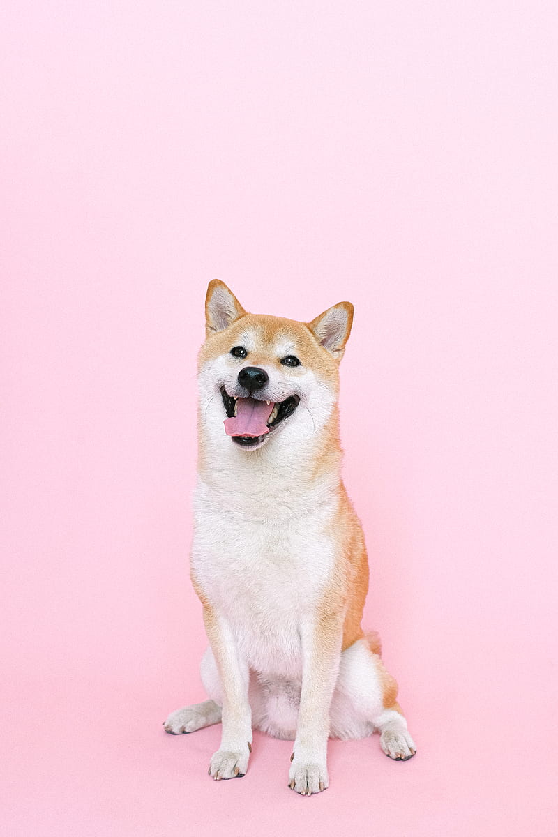 Portrait of Shiba Inu Dog, HD phone wallpaper