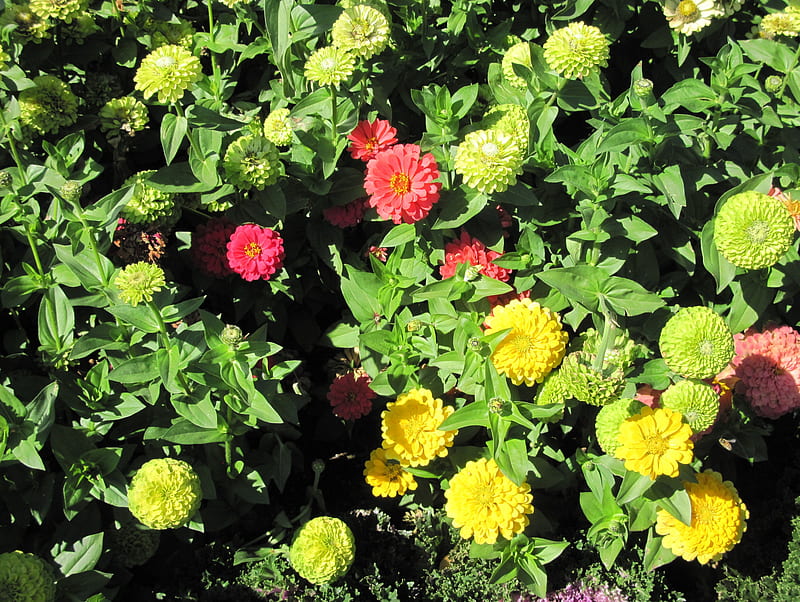 A fantastic day at Edmonton garden 07, red, graphy, green, yellow, Dahlia, Flowers, HD wallpaper