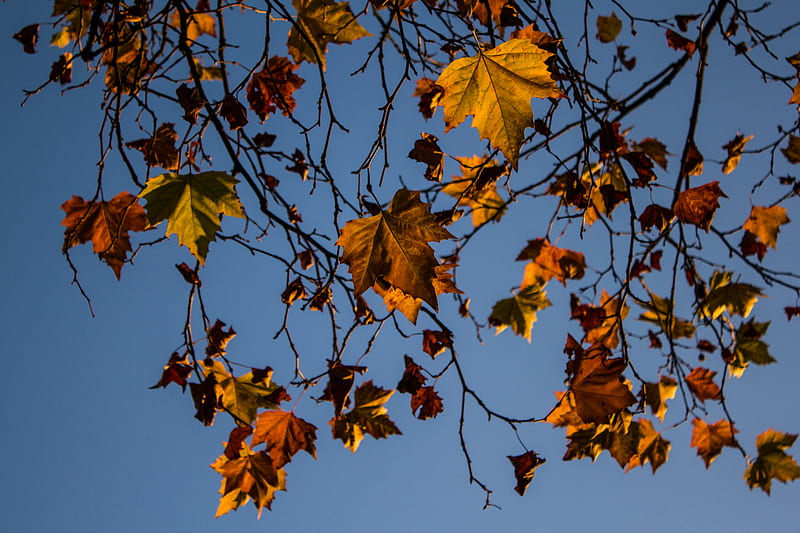 leaves, maple, branches, tree, HD wallpaper