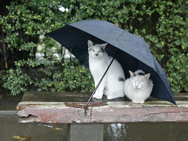 rain, feline, umbrella, cat, kitten, couple, animal, sweet, HD wallpaper