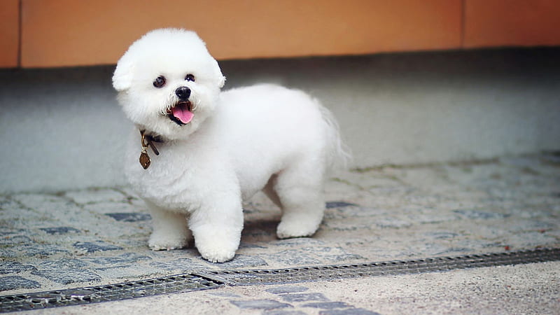 White Chubby Dog Puppy Pet With Tongue Out On Stone Floor Dogs, HD wallpaper