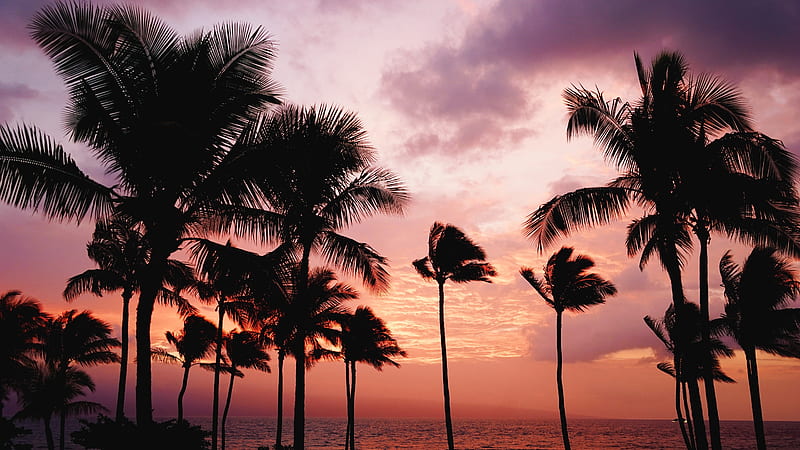 sunset, palm trees, clouds, scenery, red sky, Nature, HD wallpaper