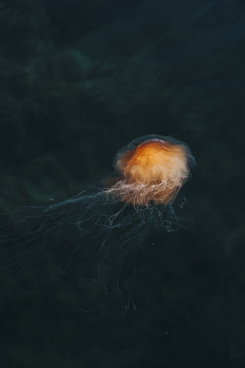jellyfish, brown, transparent, water, underwater, HD phone wallpaper