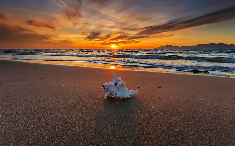Beautiful Beach Sunset, beach, shell, bonito, sunset, sky, sands, HD wallpaper