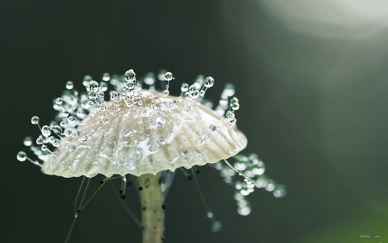 White mushrooms-Plant dew, HD wallpaper