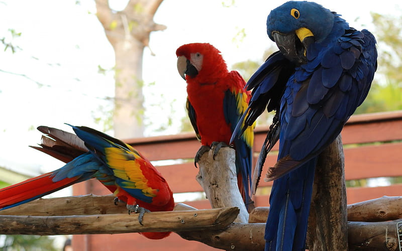 beautiful parrots, macaw, red macaw, Hyacinth macaw, blue parrot, HD wallpaper