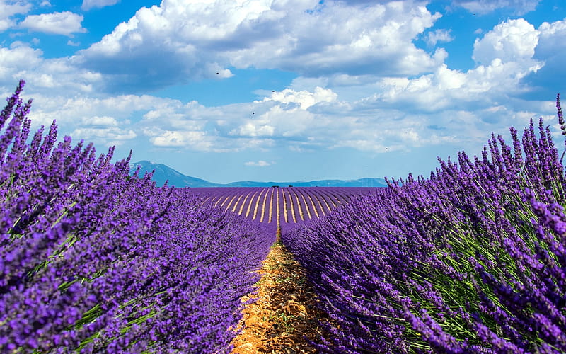 lavender field, purple spring flowers, purple wildflowers, lavender, Netherlands, HD wallpaper