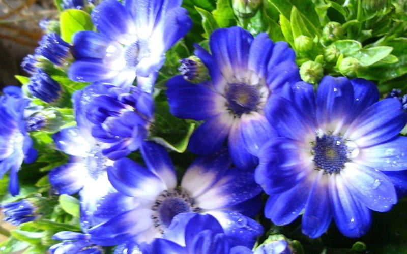 Cineraria, flowers, nature, bloom, blue, HD wallpaper