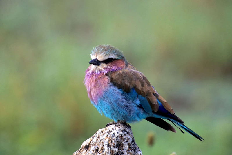 Lilac-breasted roller, Roller, Pretty, Lilac breasted roller, Bird, HD wallpaper