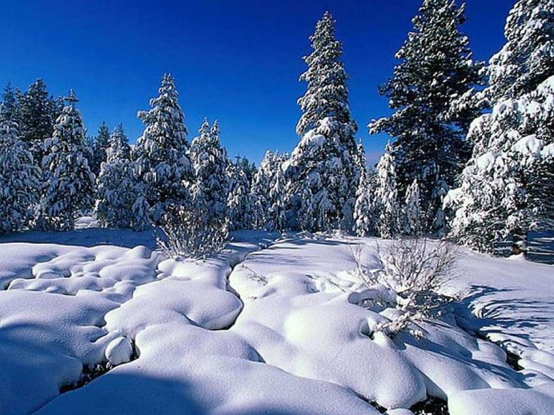 Snowbound pine-trees, pine-trees, snowbound, HD wallpaper | Peakpx