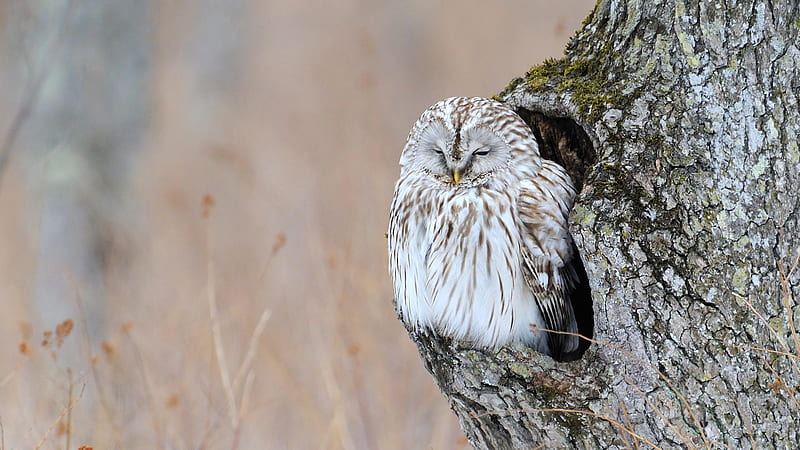 White Brown Closed Eyes Owl Inside Tree Hole Owl, HD wallpaper
