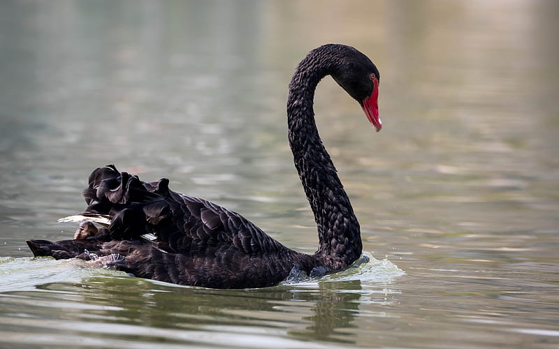 black swan, lake, beautiful birds, swans, wildlife, HD wallpaper