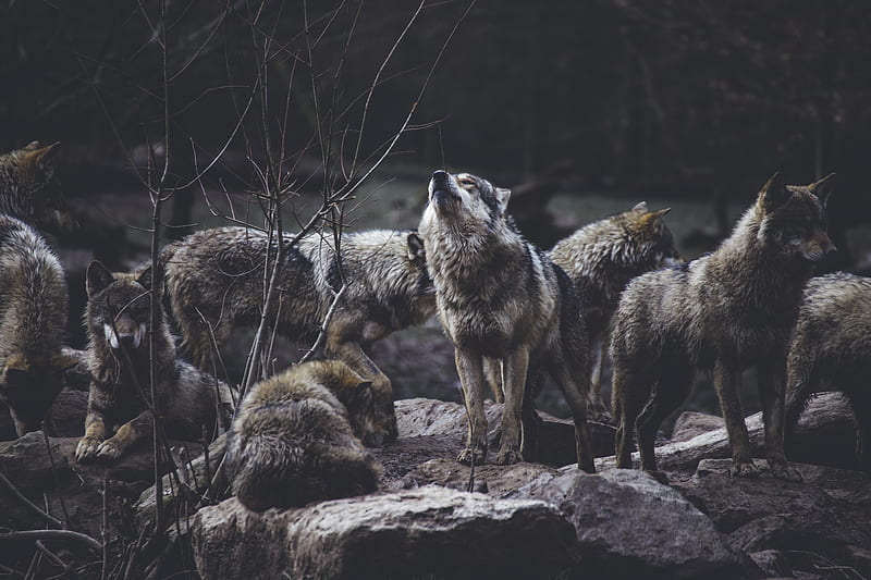 wolf pack on rock formation, HD wallpaper