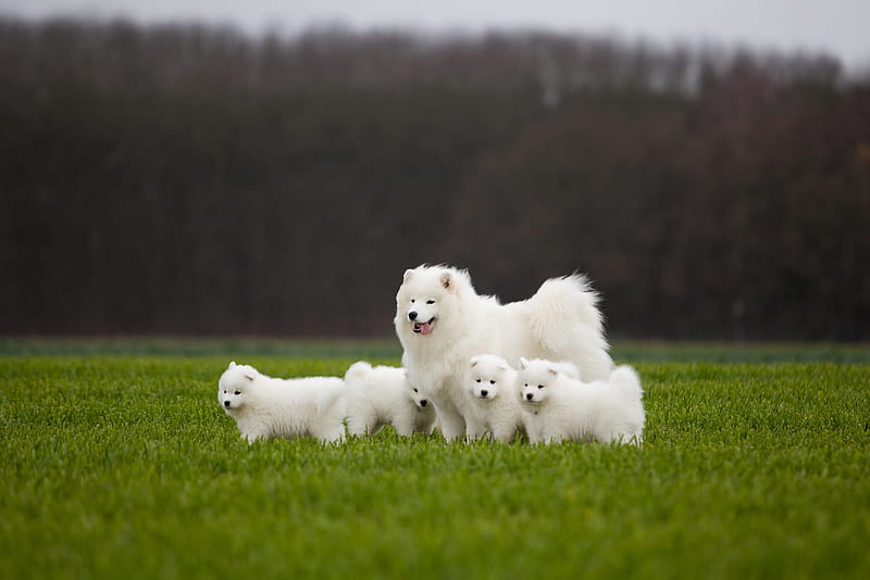 Dogs, Samoyed, Baby Animal, Dog, Pet, Puppy, HD wallpaper