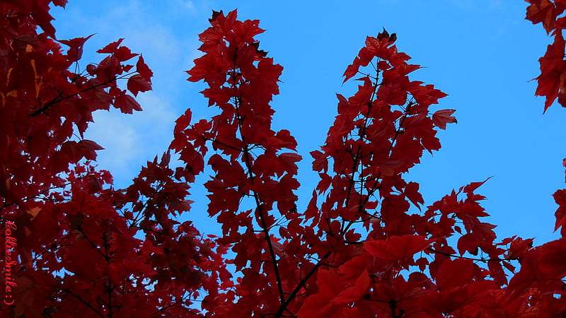 Red Branches, Blue Sky, Fa11, Autumn, trees, branches, leafs, leaf, scarlet, blue skies, leaves, maple tree, deep crimson red, HD wallpaper
