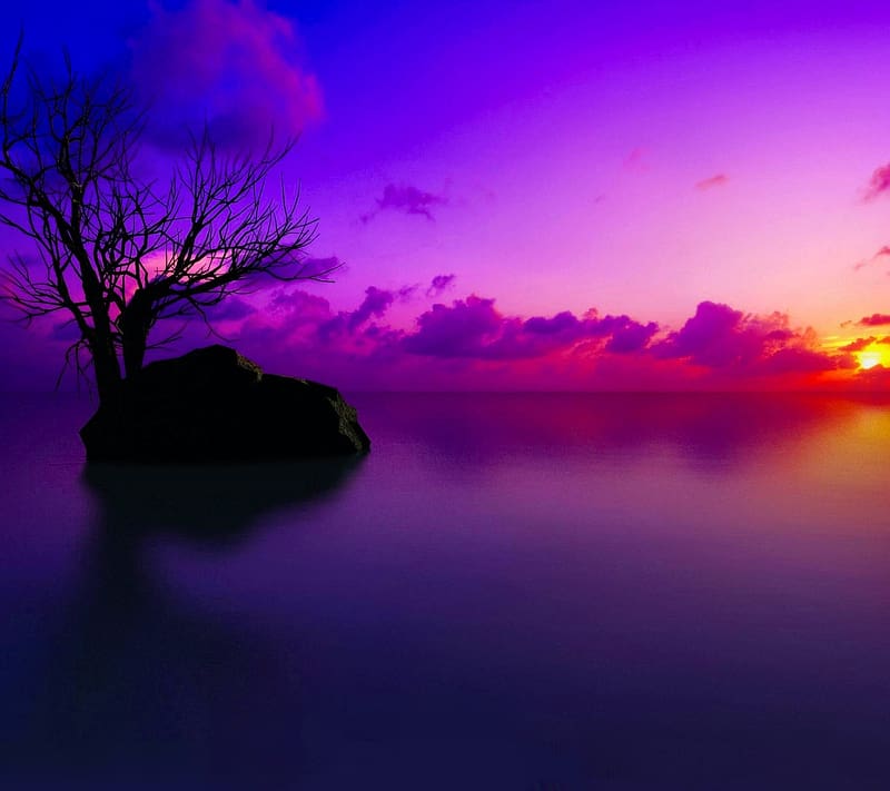 Sunset, Sky, Horizon, Tree, , Purple, Cloud, HD wallpaper