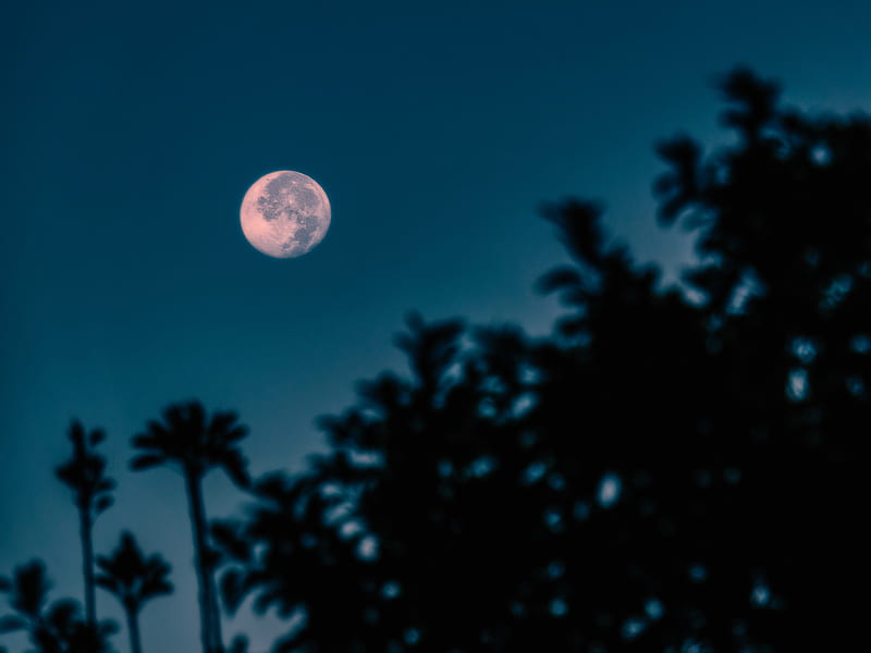 full moon, branches, night, moon, HD wallpaper