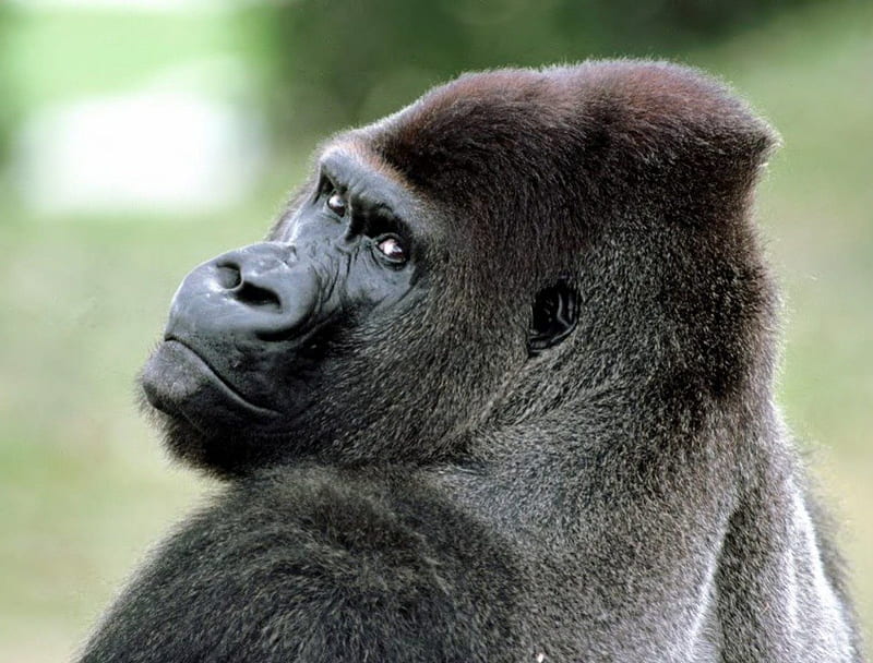 Gorilla Mug Shot, gorillas, nature, primates, animals, HD wallpaper