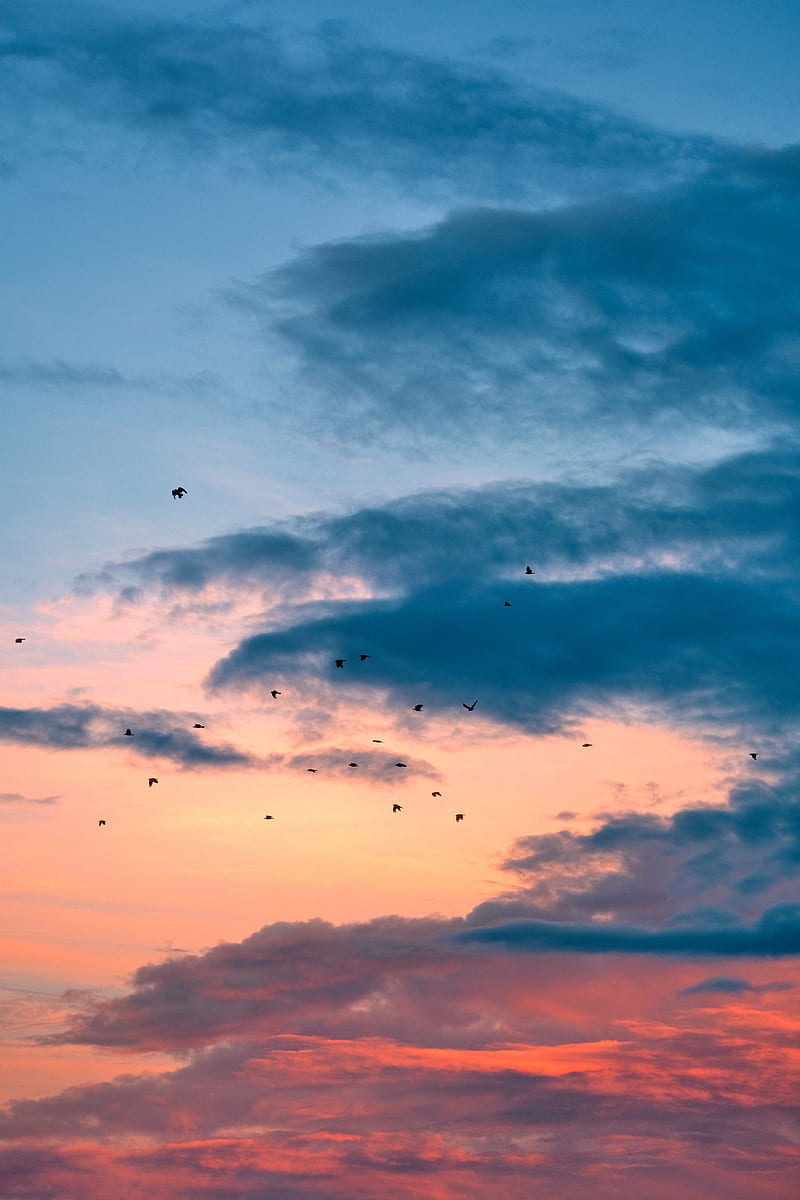 birds, flight, sunset, clouds, HD phone wallpaper