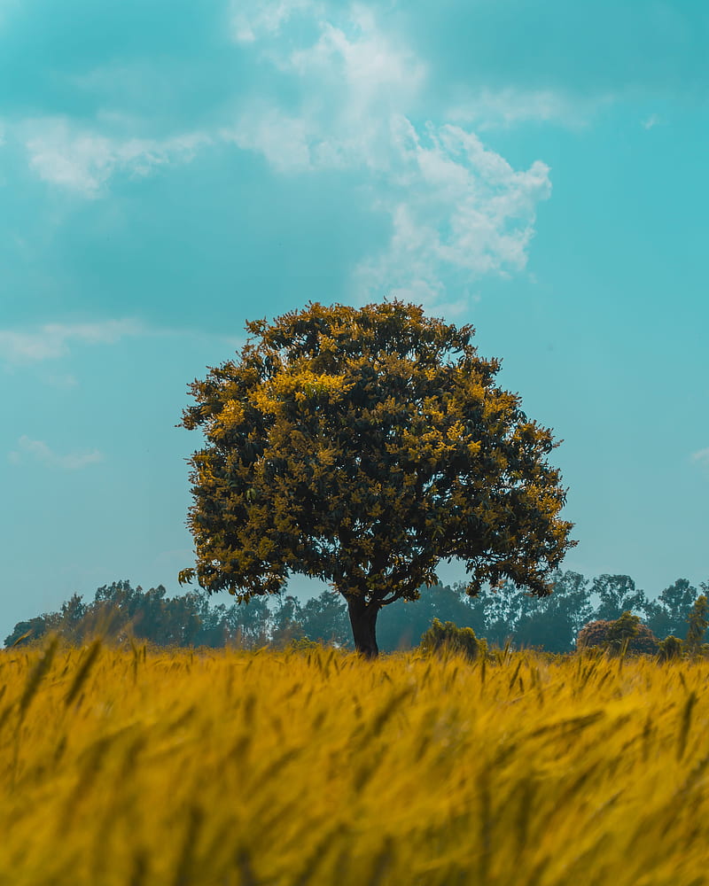tree, field, rye, landscape, HD phone wallpaper