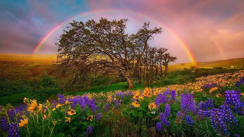 Summer Rainbow, sky, flowers, rain, landscape, trees, clouds, HD wallpaper