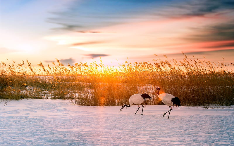 China winter Zhalong Red-crowned crane sunset, HD wallpaper