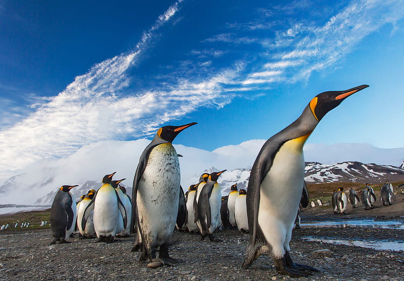 Penguins Following Leader, penguins, birds, animals, HD wallpaper