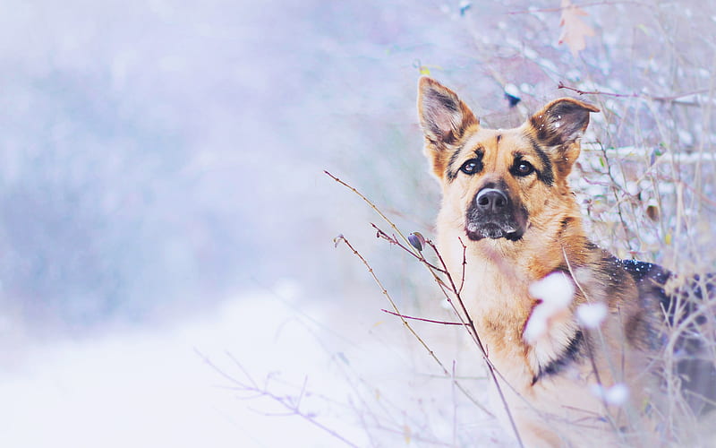 German Shepherd, winter, cute animals, snowdrifts, pets, dogs, German Shepherd Dog, HD wallpaper