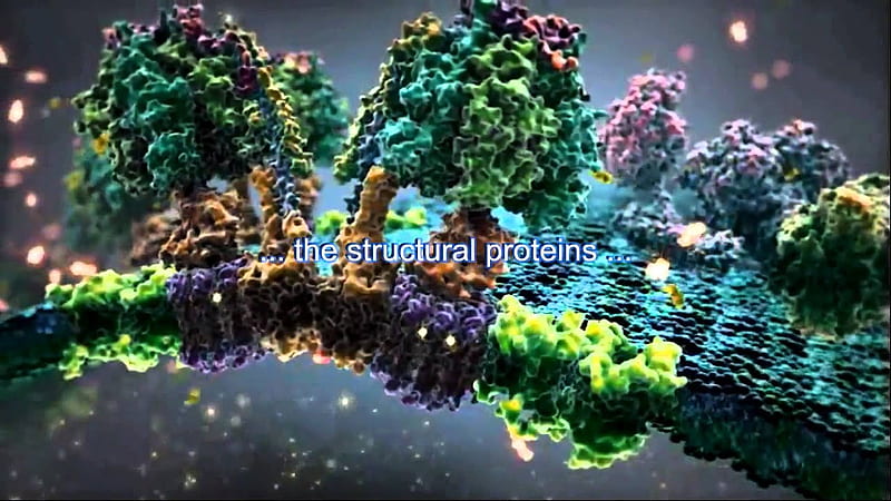 Introduction to Protein Synthesis, Ribosome, HD wallpaper