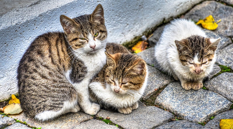 3 Cats, pussy, Cats, kitty, Animal, purr, 3, HD wallpaper