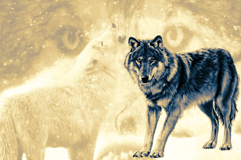 The Alpha Male, Beauty, Snow, Wolf, Animals, Wolves, Nature, HD wallpaper |  Peakpx