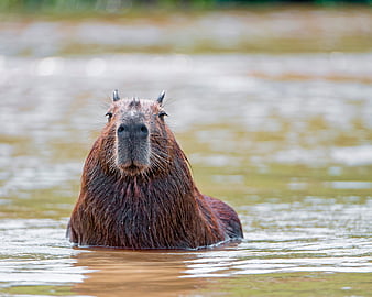 Free download Capybara Wallpapers Images Photos Pictures Backgrounds  2124x1410 for your Desktop Mobile  Tablet  Explore 30 Capybara  Wallpapers 