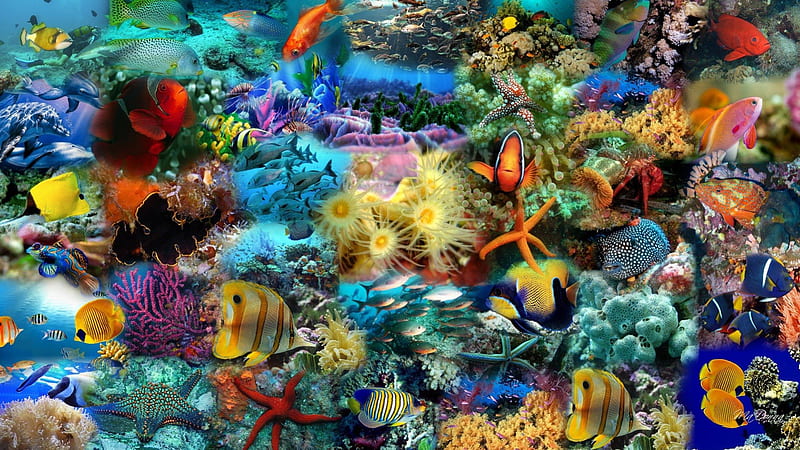 Peces de muchos colores, colorido, pescado, acuario, océano, collage, mar,  acuático, Fondo de pantalla HD | Peakpx