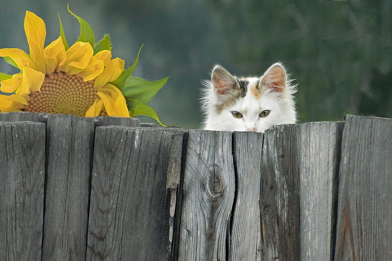 Sunflower ── 𝐃𝐑𝐄𝐀𝐌.  Funny cute cats, Cute cat wallpaper, Cute cats  and dogs