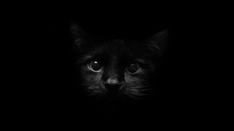 Black Cat Kitten Face In Black Background Black, HD wallpaper