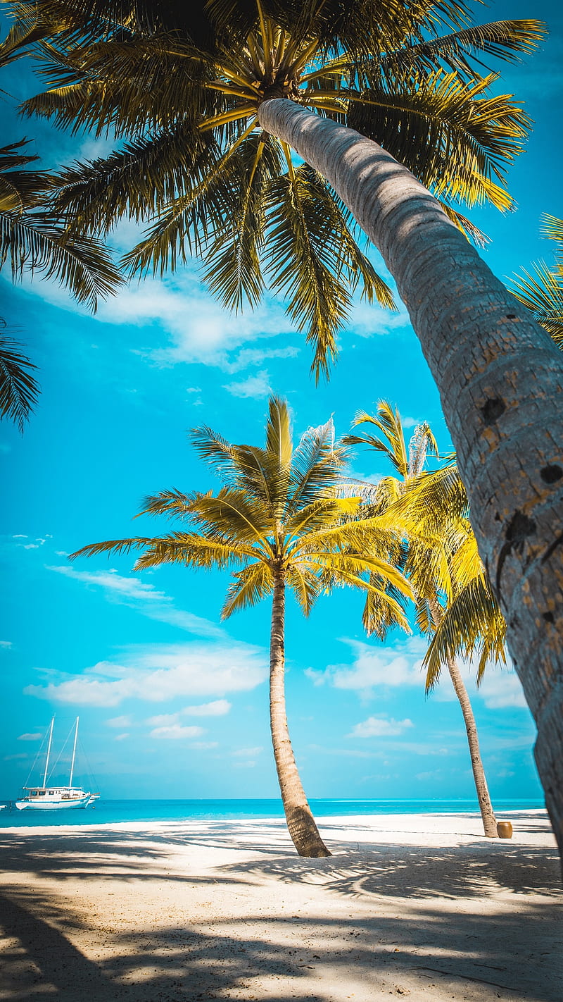palm trees, beach, sea, boat, blue sky, sunny, day, ocean, summer, landscape, HD phone wallpaper