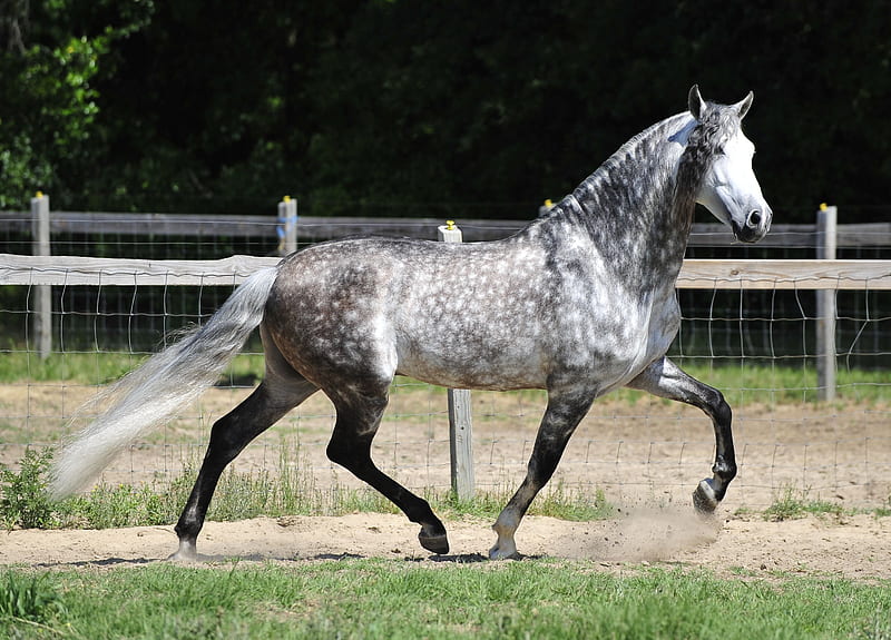 andalusian horse. Smart trot horses spanish grey andalusian . Race horse breeds, Andalusian horse, Horses, HD wallpaper