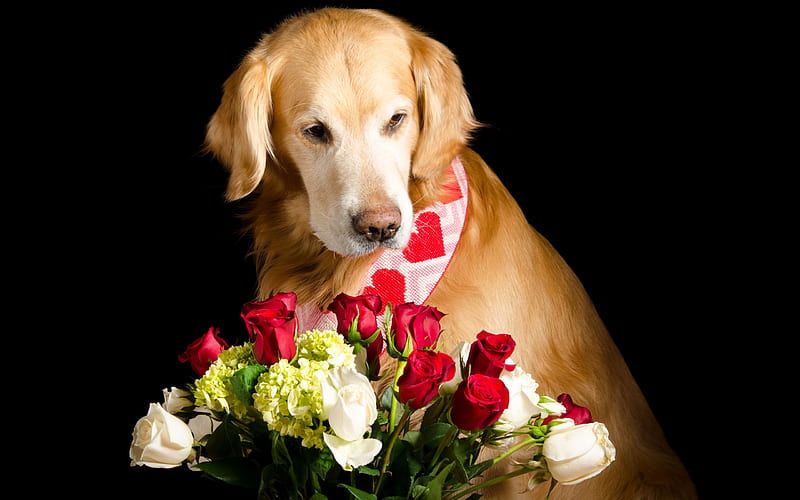 labrador retriever, bouquet of roses, dog with flowers, red roses, bouquet of flowers, HD wallpaper