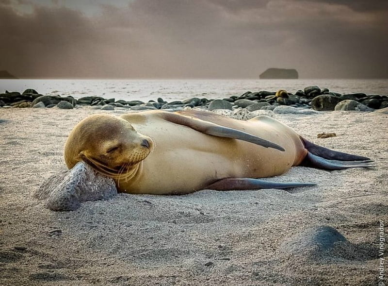 Seal nap, beach, sea life, nap, seal, HD wallpaper