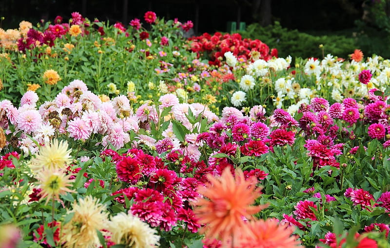 Dahlias in flowerbed, Bloom, Dahlia, Flower, Blossom, HD wallpaper