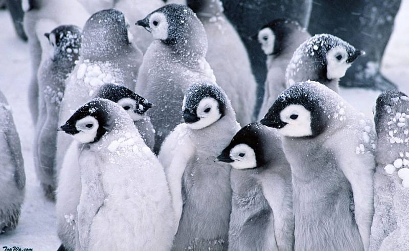 snowed penguins, cute, white, snow, zing, HD wallpaper