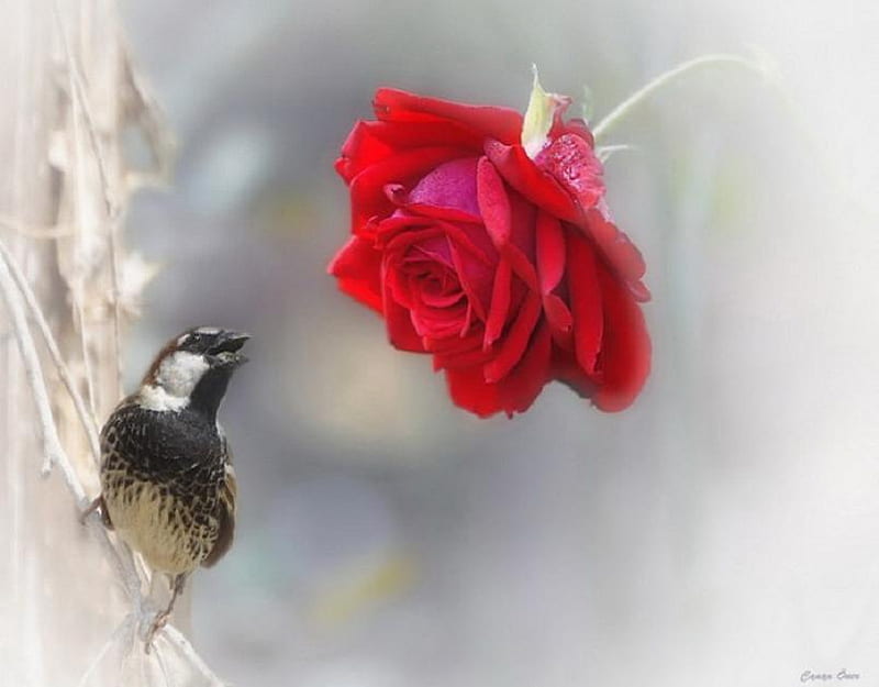 Attraction, red, tree, dreamy, bird, rose, sparrow, HD wallpaper