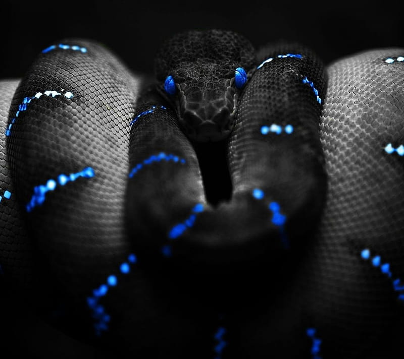 Black Snake, HD wallpaper