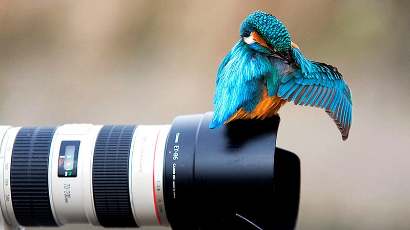 Wait a moment, i must prepare ! kingfisher, lovely, bird, camera, HD wallpaper