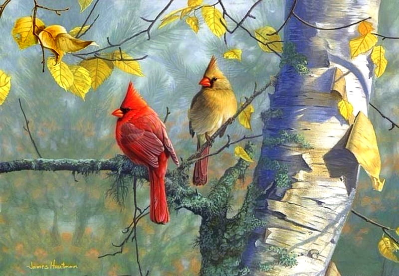 Cardinals & Birch, fall season, autumn, colors, love four seasons, birch, birds, cardinals, leaves, paintings, forests, animals, HD wallpaper