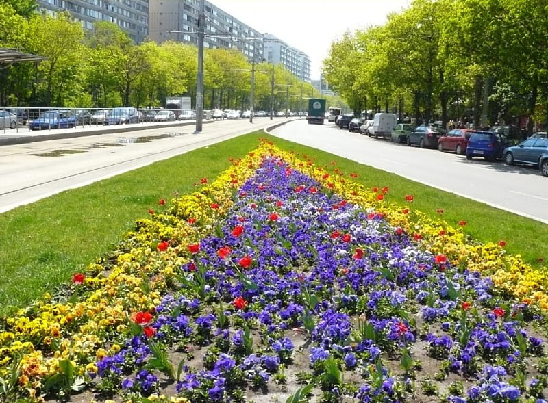 Romania, Bucharest, romania, yellow, pansy, bucharest, avenue, tree, purple, car, summer, flower, nature, violet, blue, HD wallpaper