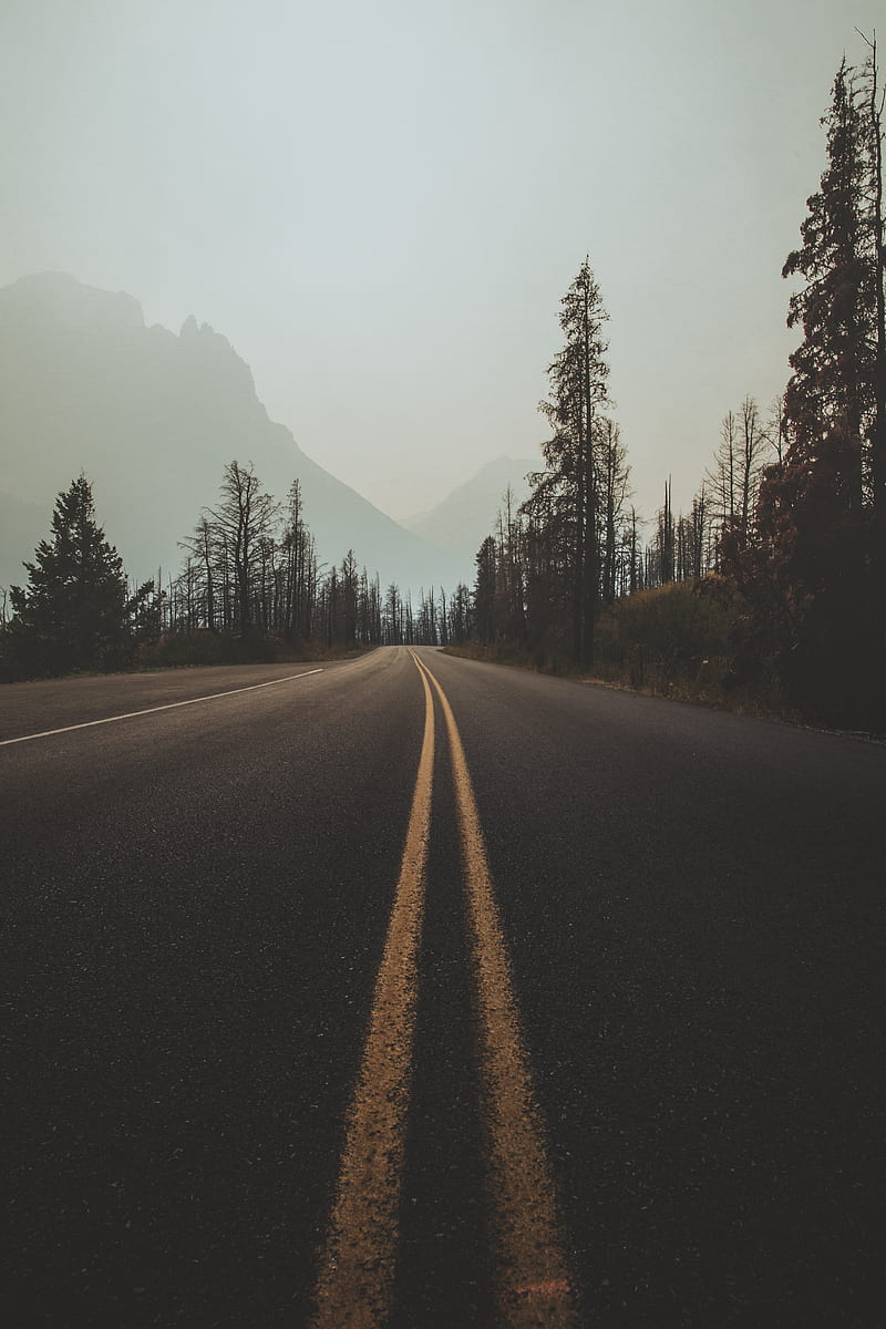 road, marking, fog, trees, sky, turn, HD phone wallpaper
