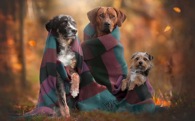 Cute, autumn, Rhodesian Ridgeback, brown, Irish, hound, three, blanket, wolfhound, terrier, graphy, trisome, mix breeds, trio, gris, dogs, animals, HD wallpaper