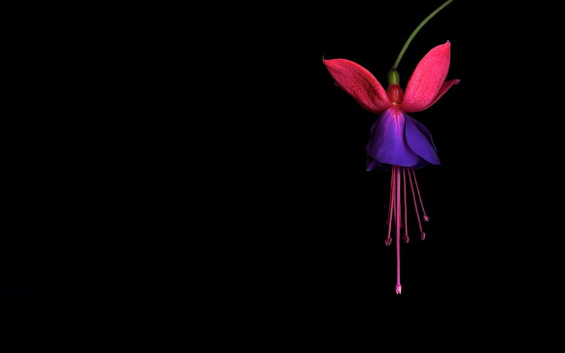 Fucsia, violeta, flor, negro, rosa, Fondo de pantalla HD | Peakpx