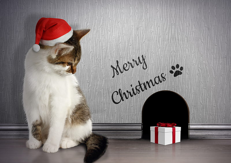 Merry Christmas!, red, craciun, christmas, gift, cat, hat, santa, funny, white, pisica, HD wallpaper